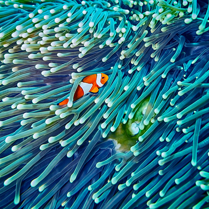 Clownfish among predominantly blue anenomes Clownfish in blue anenomes