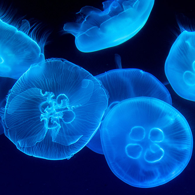 Jellyfish Jellyfish
