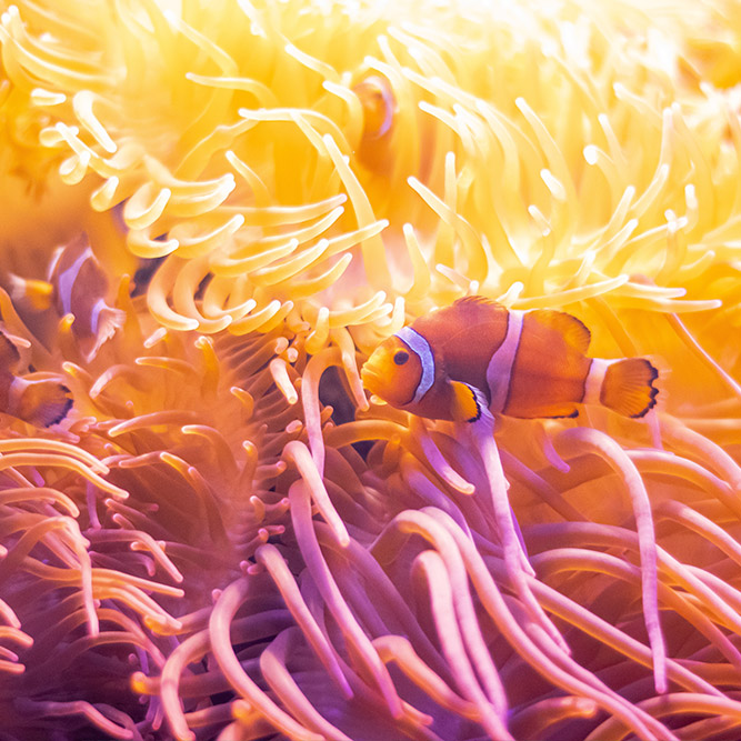 Clownfish among predominantly orange anenomes Clownfish in orange anenomes