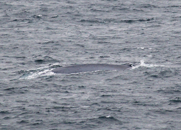 The Blue Whale preparing to dive; the mottled bluish-grey back and tiny dorsal fin are clearly visible