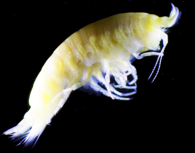 Amphipod crustacean