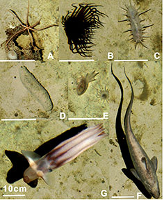 A variety of species observed. E is an Anemone (the most abundant observed one to date), G is known as ‘Dumbo’ octopus