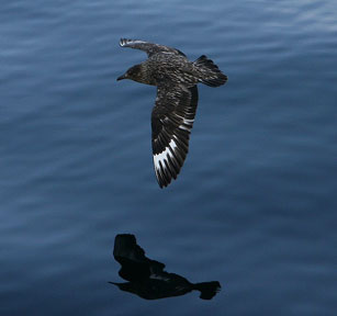 Bird at sea