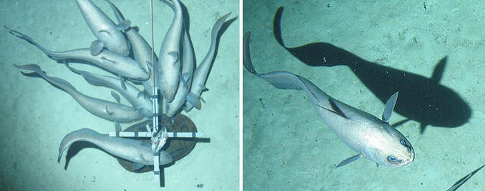Left: Rattail feeding frenzy (Macrourid), Right: Rattail