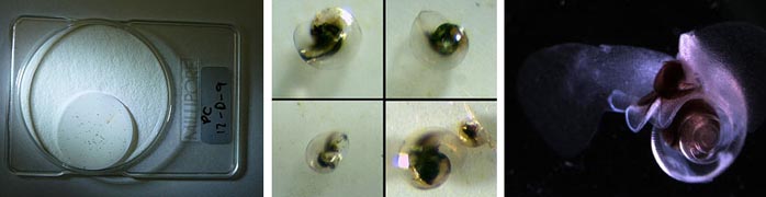 Left: The odd-looking filter paper<br>Centre: Some of the specks, as they appeared under Jeremy Young’s microscope<br>Right: A highly-magnified image of a pteropod, of a similar species to the ones we encountered today (photo by Russ Hopcroft, from Wikipedia)