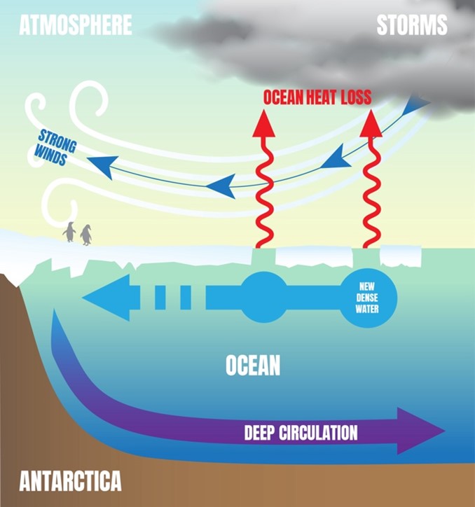 Schematic representation of key processes.