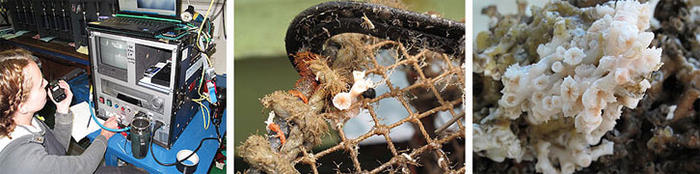 Left: Laura controlling the coral sampler using the camera feed<br>Centre: coral polyps growing on the lobster pot<br>Right: one of the retrieved coral colonies