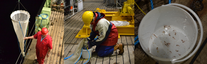 Left: The zooplankton mesh is lowered into the deep<br>Centre: Corinne Pebody checks the zooplankton<br>Right: The zooplankton sample