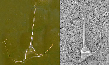 Light microscope photo of a dinoflagellate (Ceratium) from yesterday’s samples, with an electron microscope image of the same species on the right