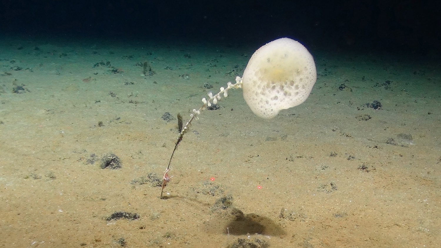 Stalked glass sponge among polymetallic nodules in the Pacific