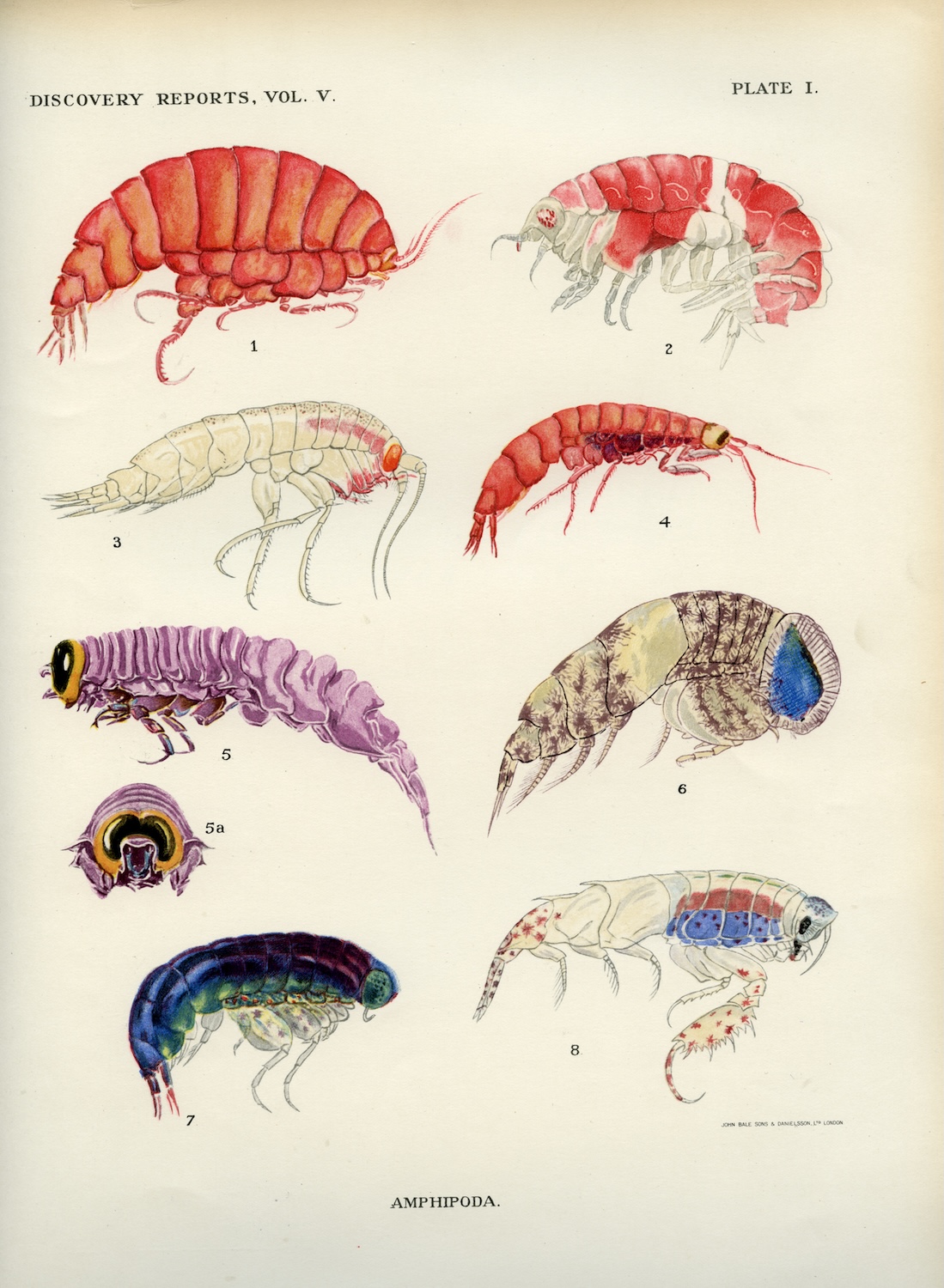 Hand-painted illustrations of amphipods and copepods