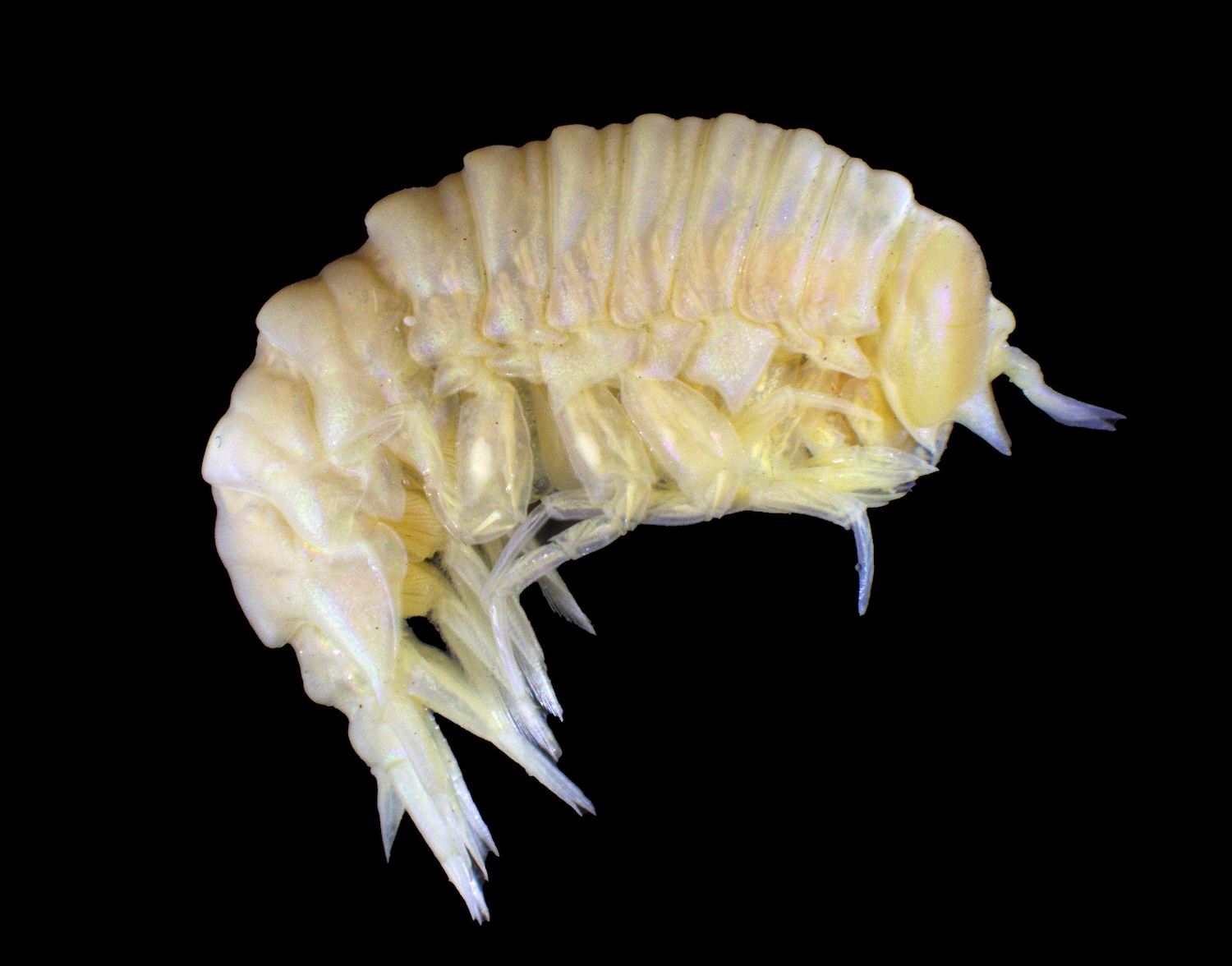 Photograph of rarely collected purple Pegohyperia princeps amphipod