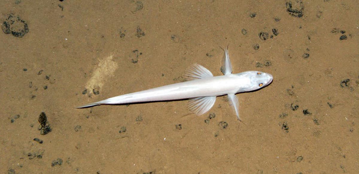 A deep-sea lizardfish <em>Bathysaurus mollis</em> on a seabed strewn with polymetallic nodules in the Clarion Clipperton Zone.