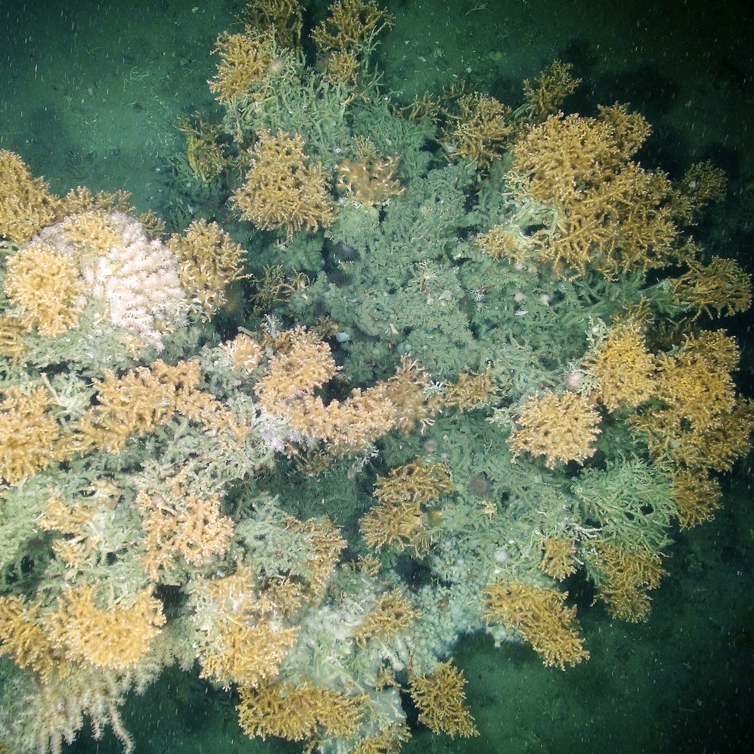 Cold-water corals, Scotland, 2019