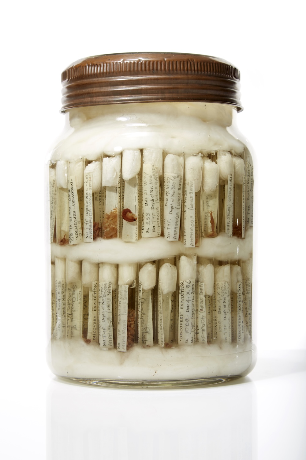 Original jar of amphipod crustacean specimens