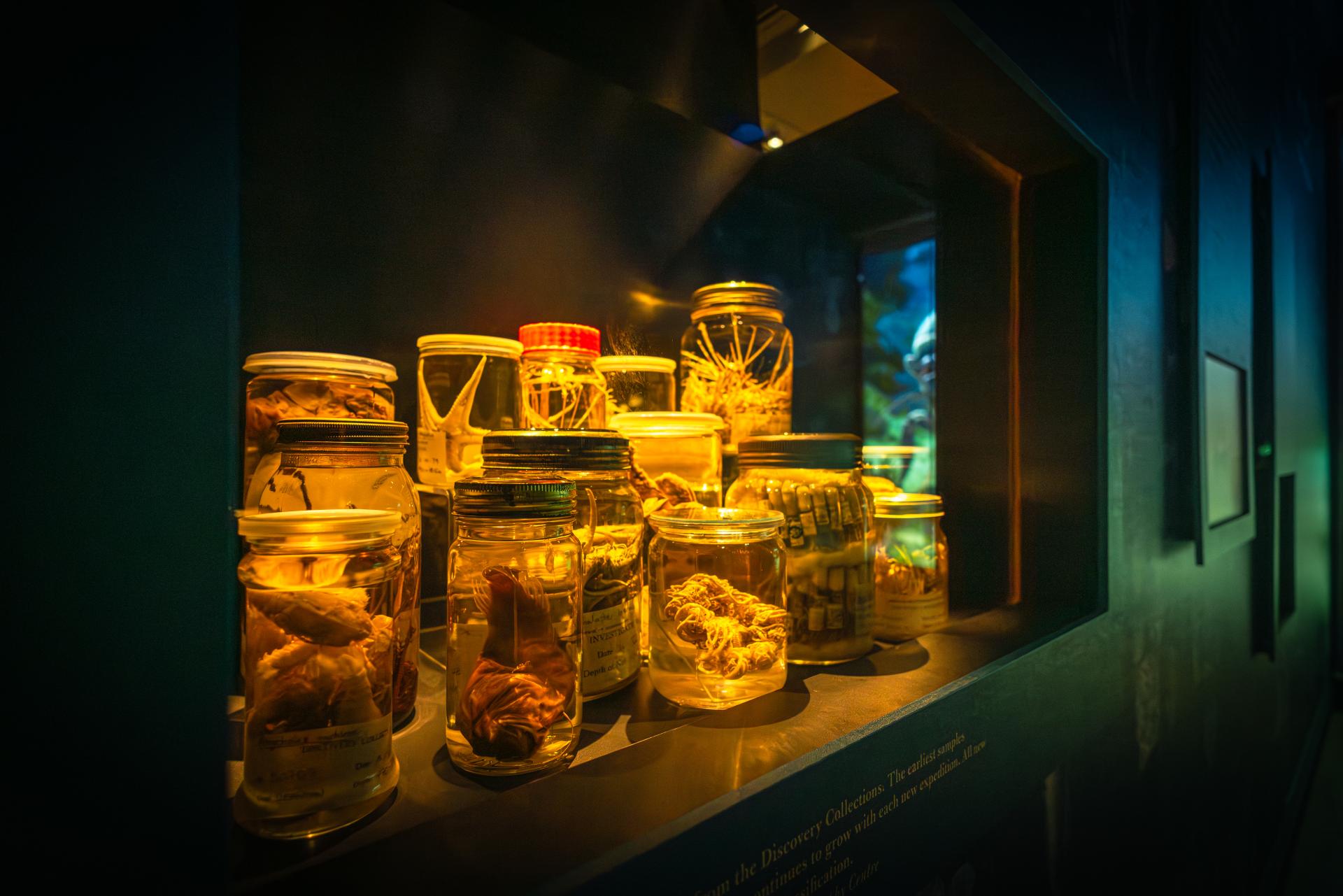 Specimens from the Discovery Collections on display