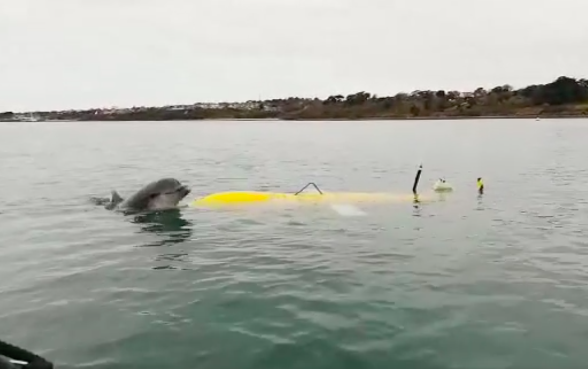 The harbour acceptance trial wasn’t just of interest to engineers and scientists. The serious business of testing innovative ocean robots was irresistible for one keen observer – a bottlenose dolphin paid a visit and appeared curious about this new addition to the harbour’s waters.