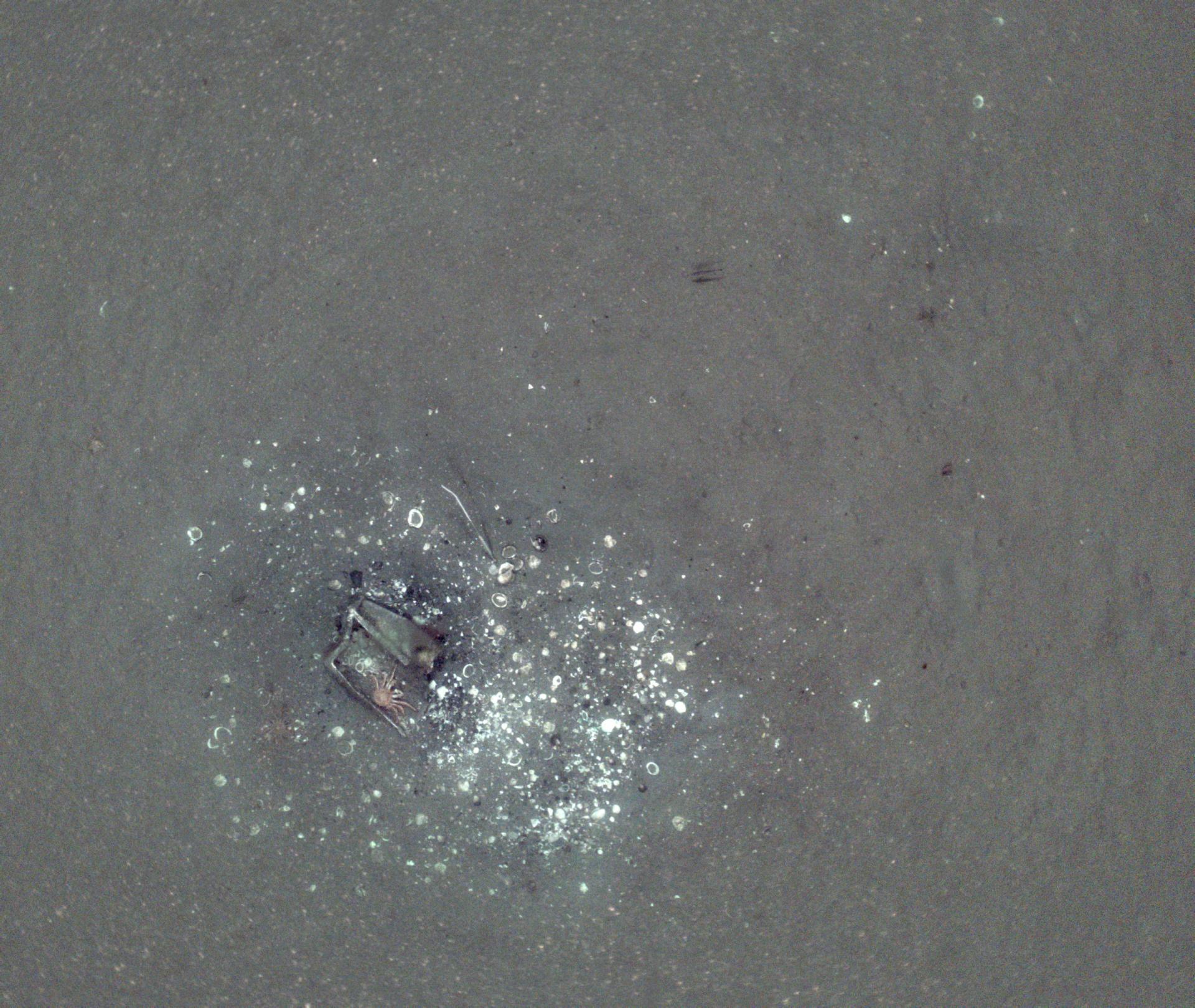 MPA Survey image. Credit: University of Southampton