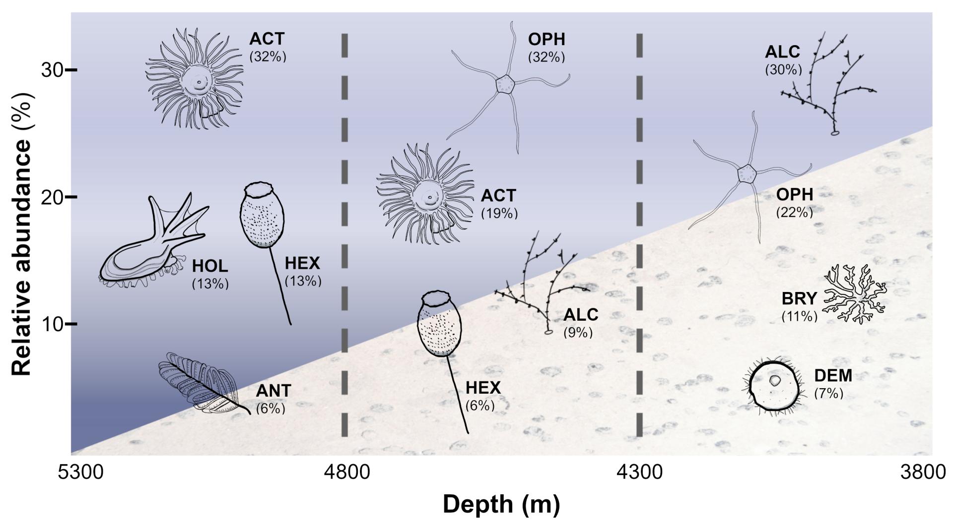Top four dominant taxonomic groups within the communities of different depth-ranges: Actiniaria (ACT), Holothuroidea (HOL), Hexactinellida (HEX), Antipatharia (ANT), Alcyonacea (ALC), Ophiuroidea (OPH), Bryozoa (BRY), Demospongia (DEM).
