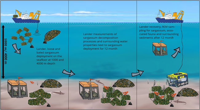Main phases of seasinc