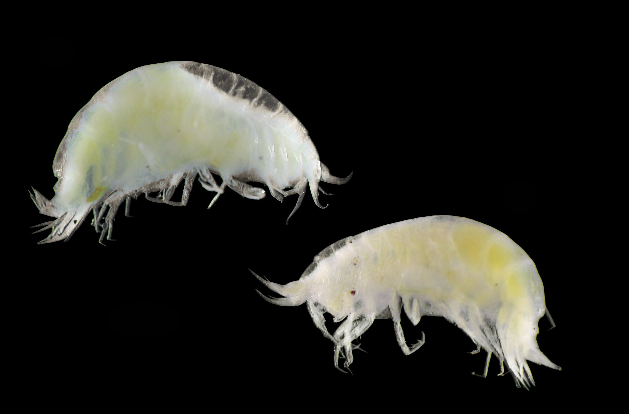 Newly identified deep-sea amphipod, Caeconyx papso,