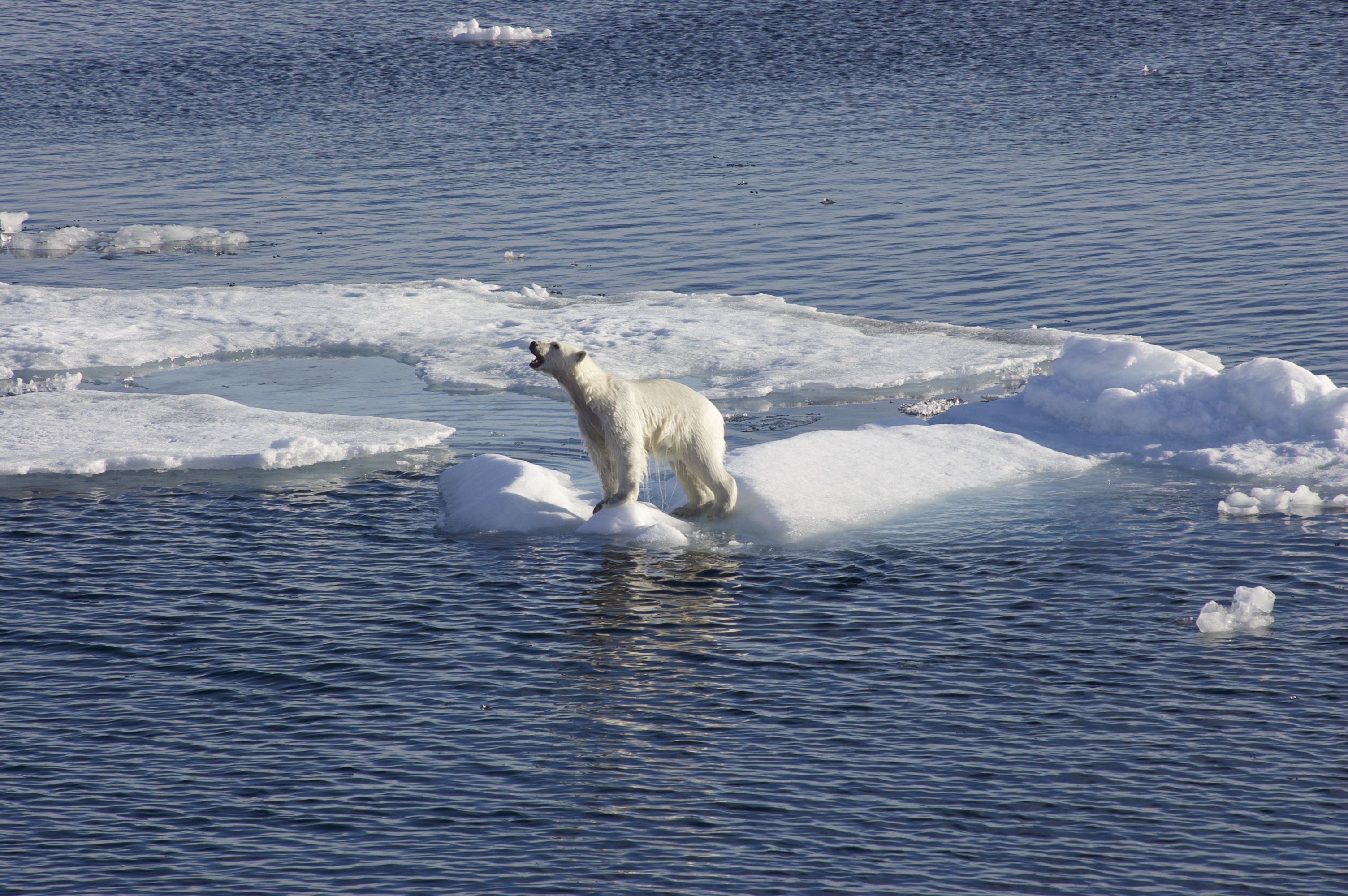 Polar Bear, Arctic Ice, National Oceanography Centre