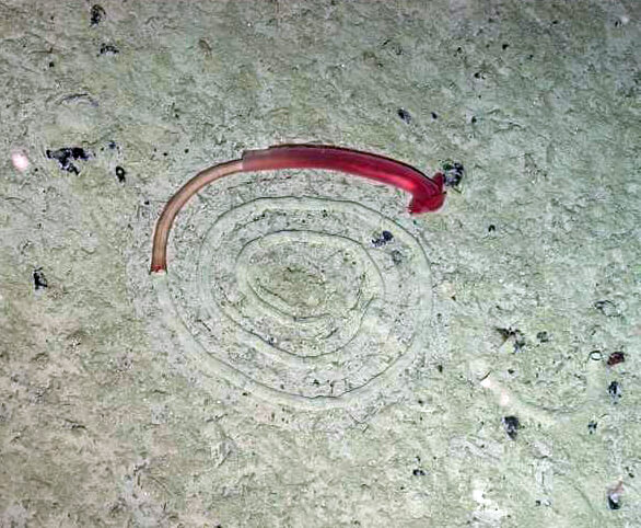 Acorn worm spiral