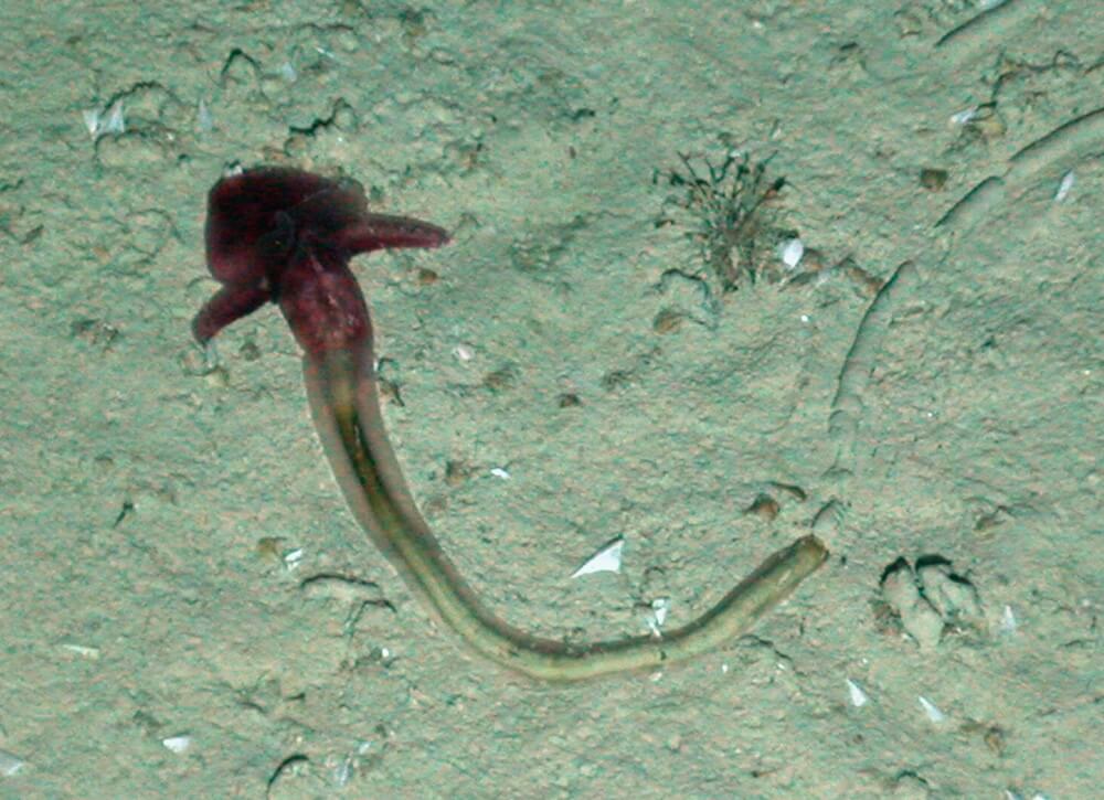 Acorn Worm Yoda
