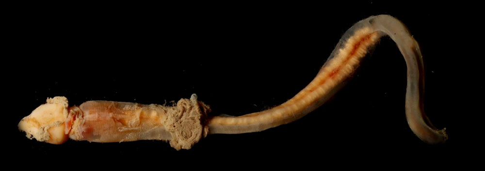 Acorn Worm