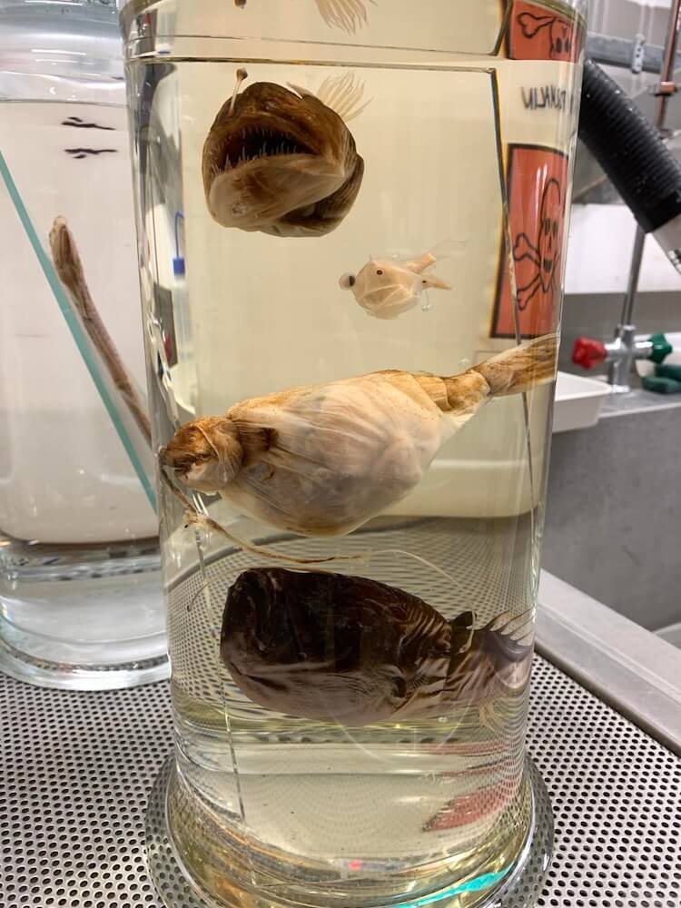 Anglerfish specimens