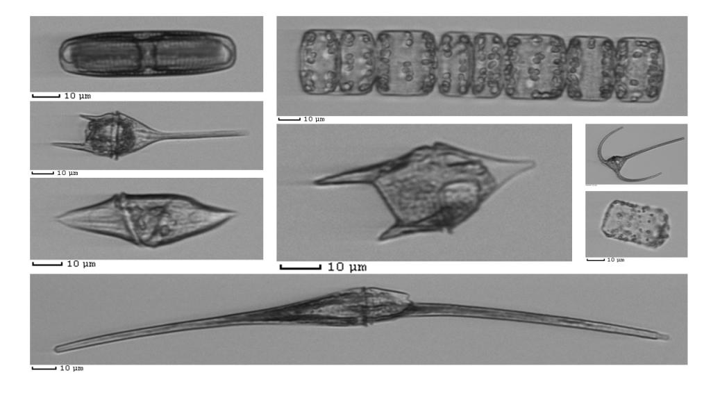 Cytobot images