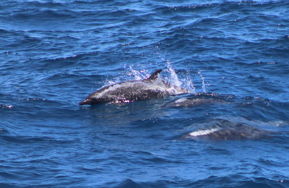 Dolphins
