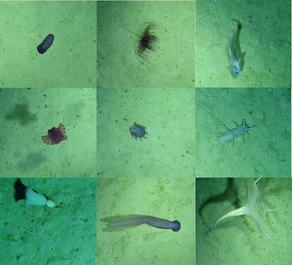 Creatures photographed by HyBIS