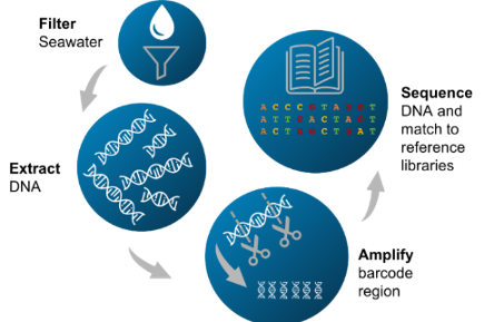 Metabarcoding Diagram