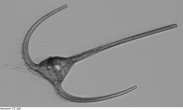 Neoceratium