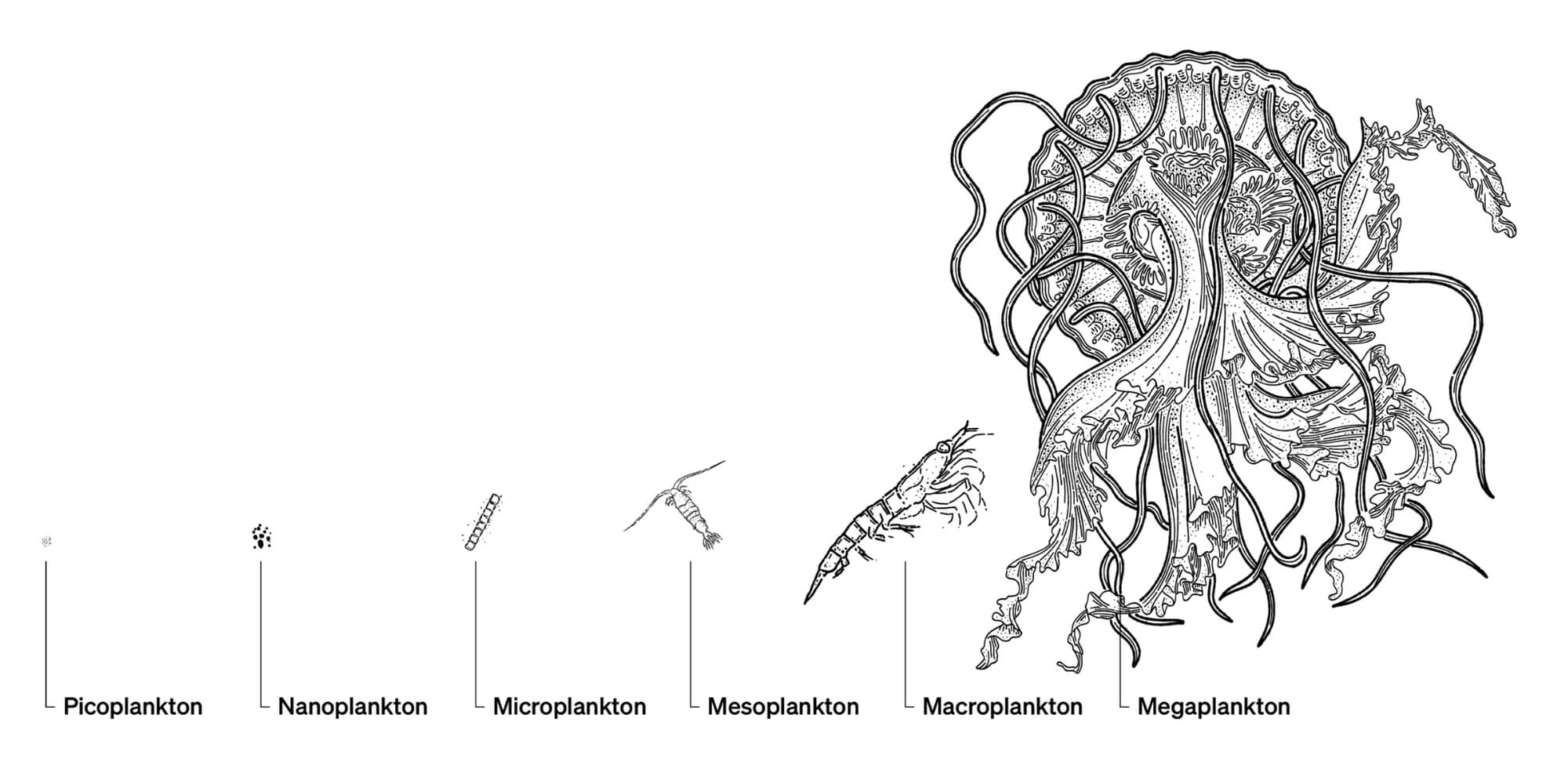 Plankton size comparison