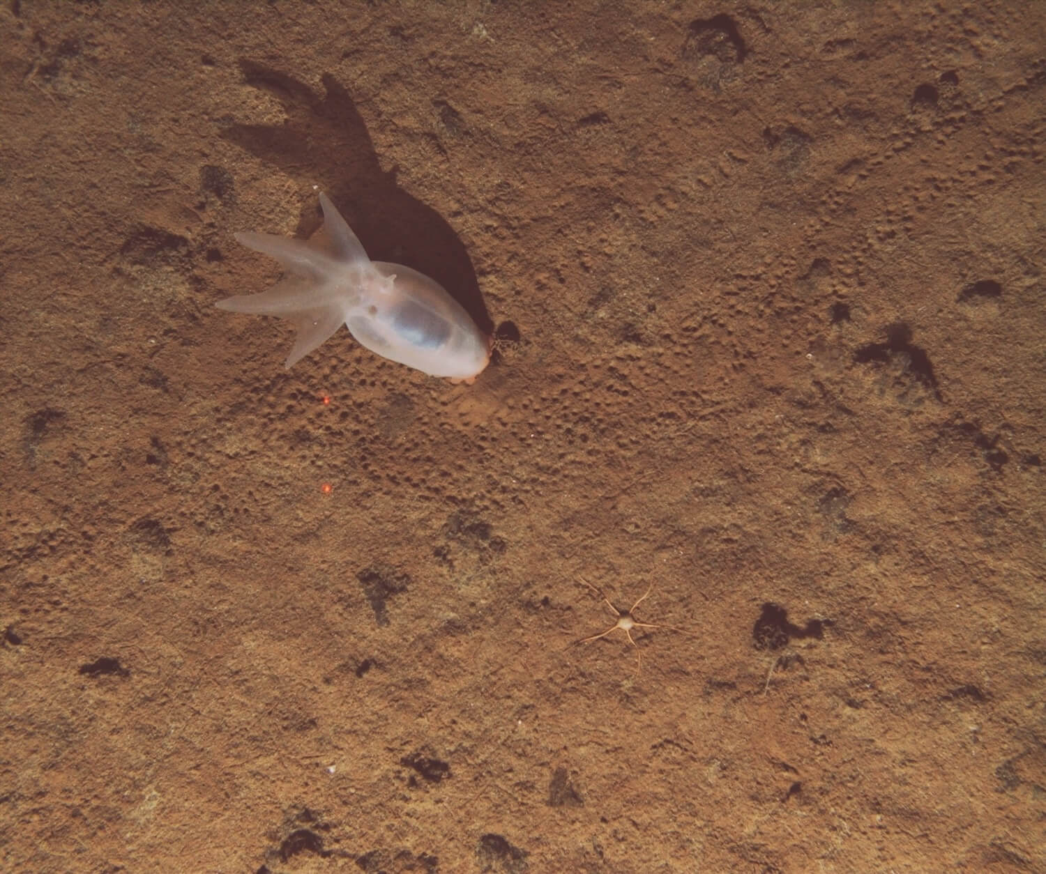 Amperima sea cucumber