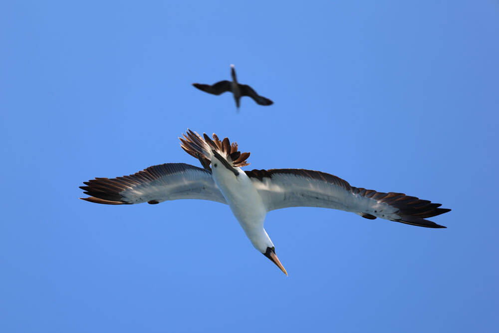 Seabirds