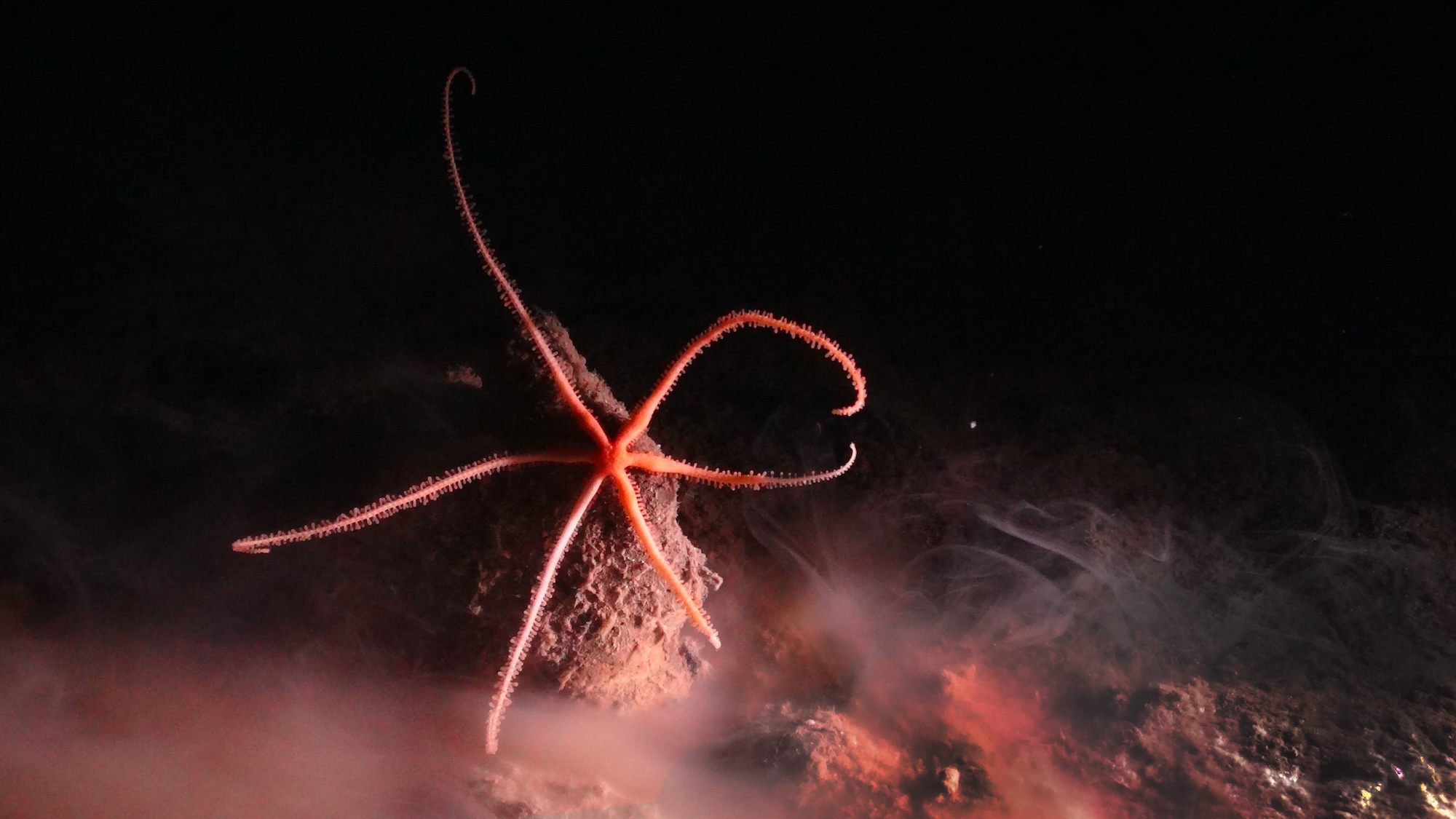 Seastar on a Polymetallic Nodule