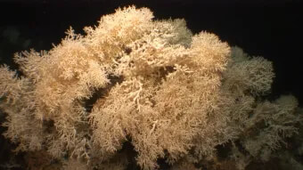 Cold-Water Coral Reef
