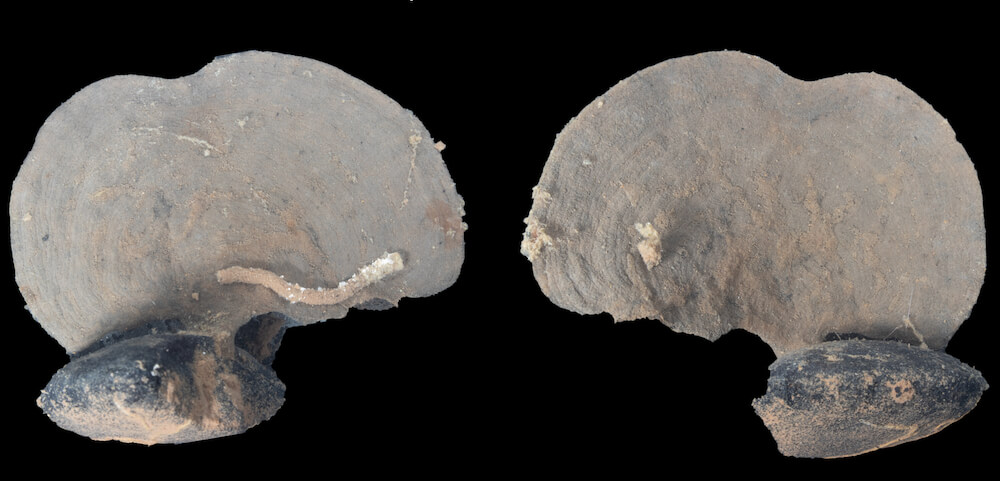 Xenophyophores