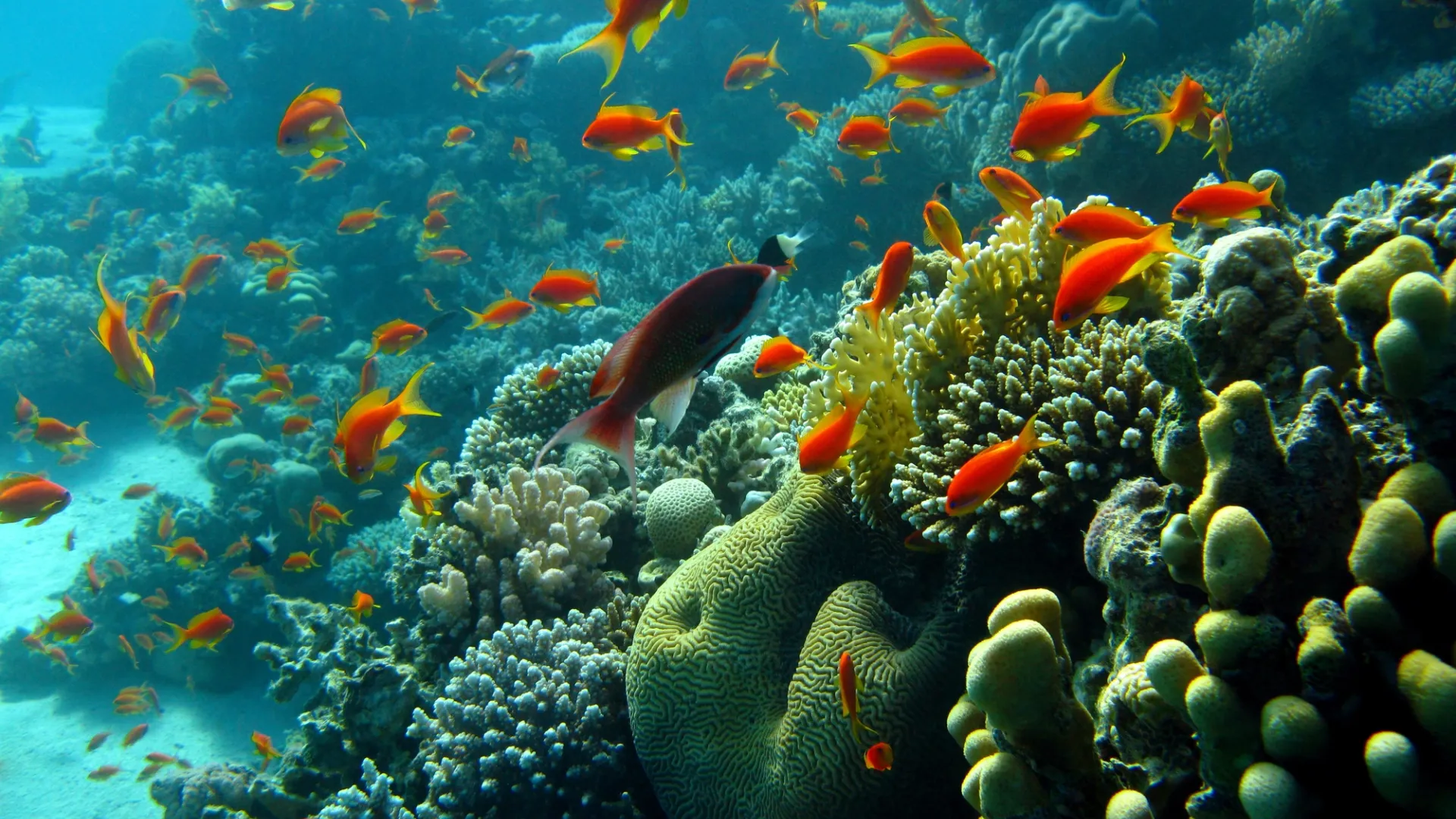 Human and Marine Interactions