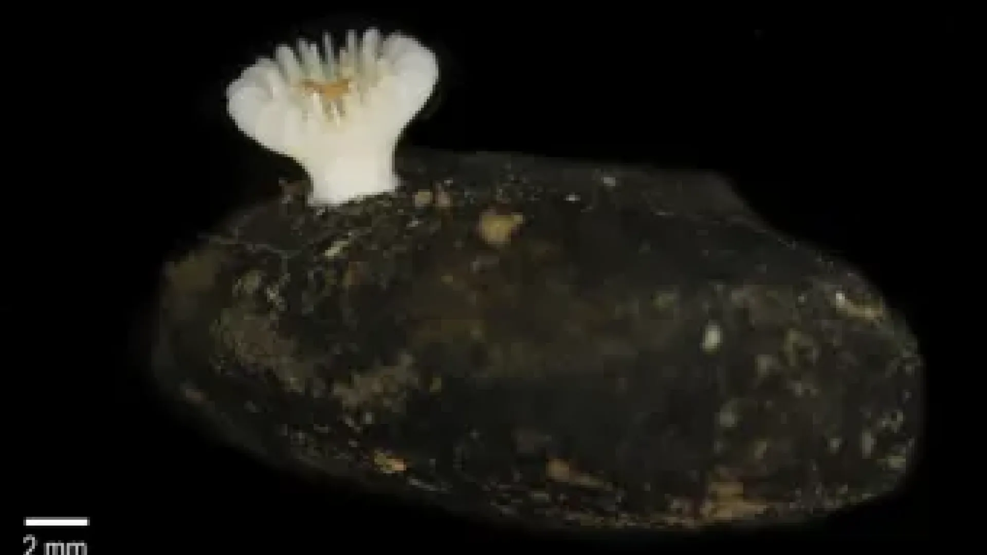 Deltocyathus zoemetallicus