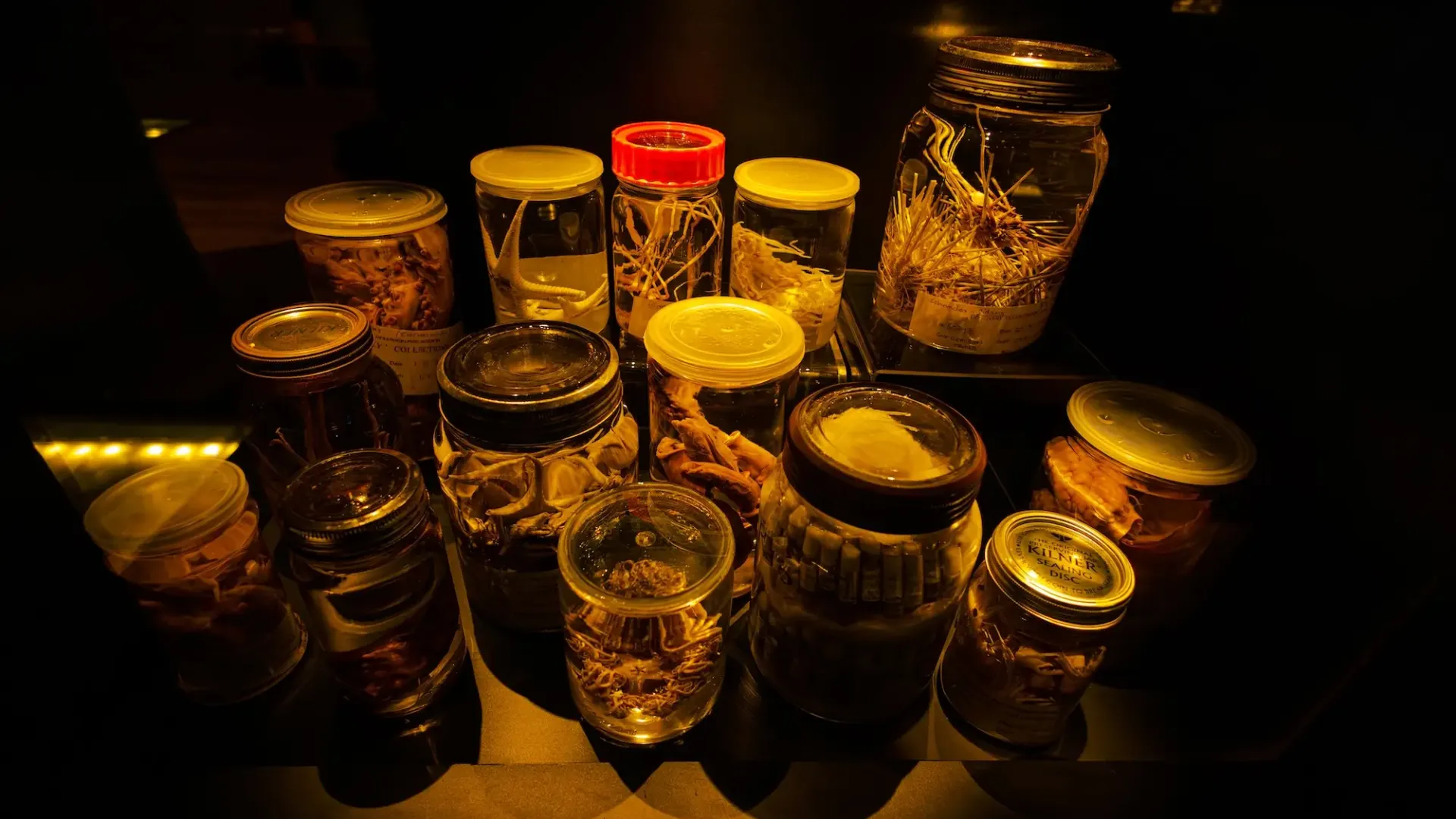 The Discovery Collections