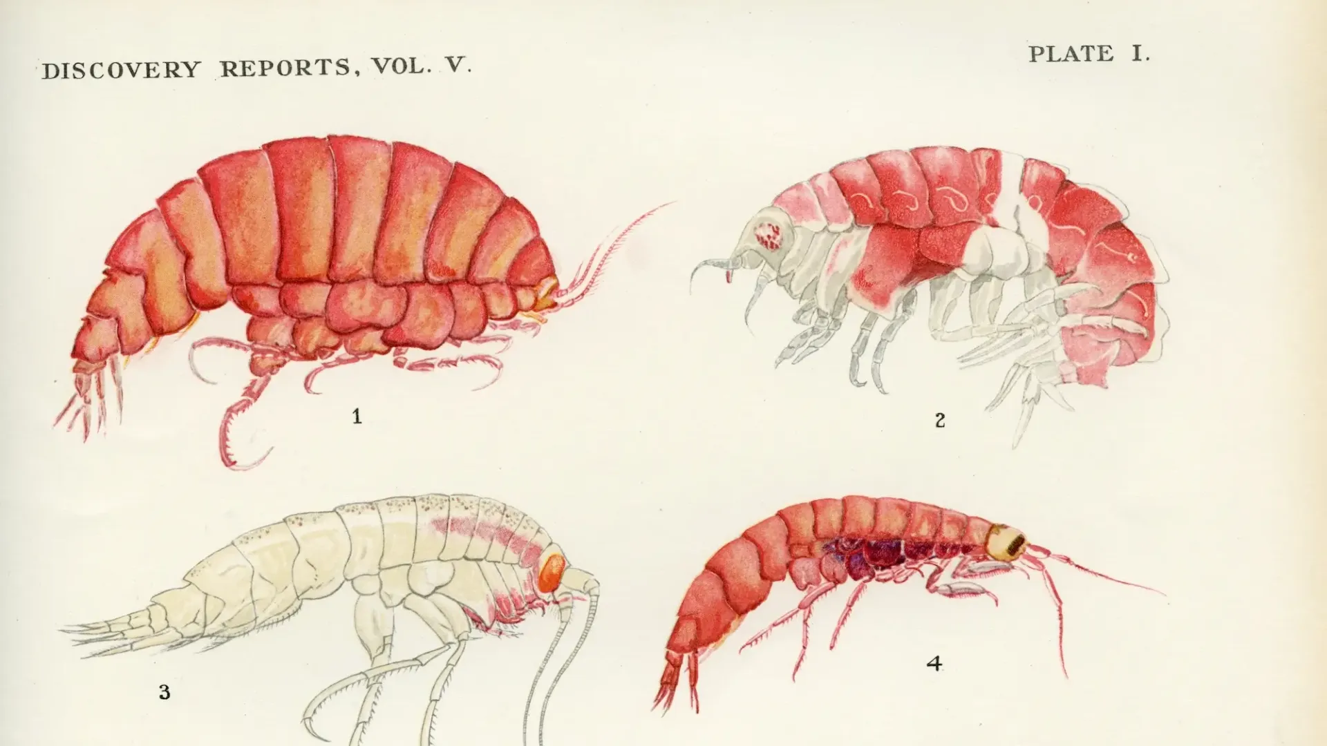 History of the Collections