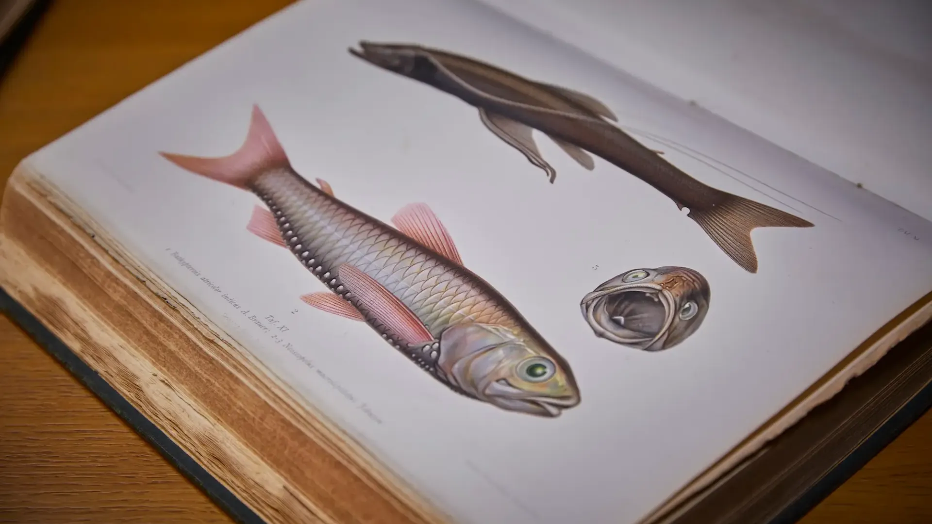 Ocean News Community