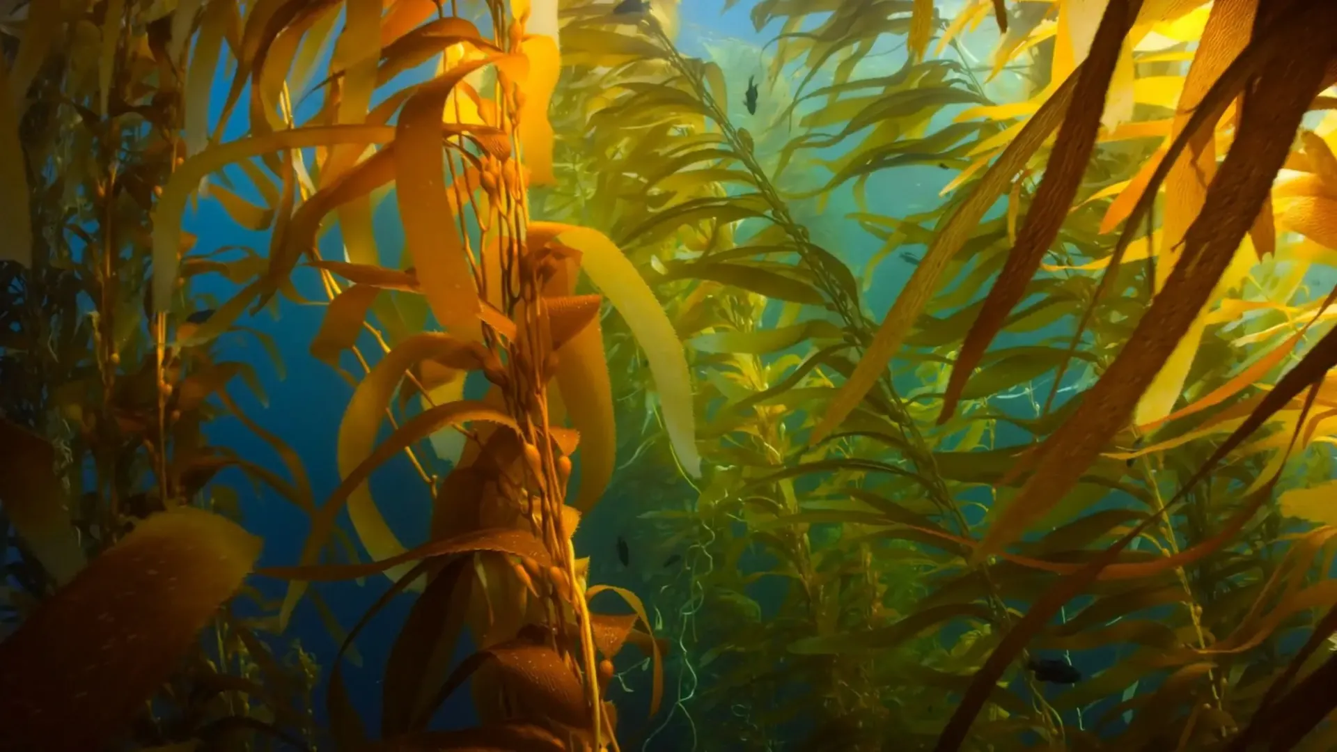 Can seaweed help store CO2 on the ocean floor?