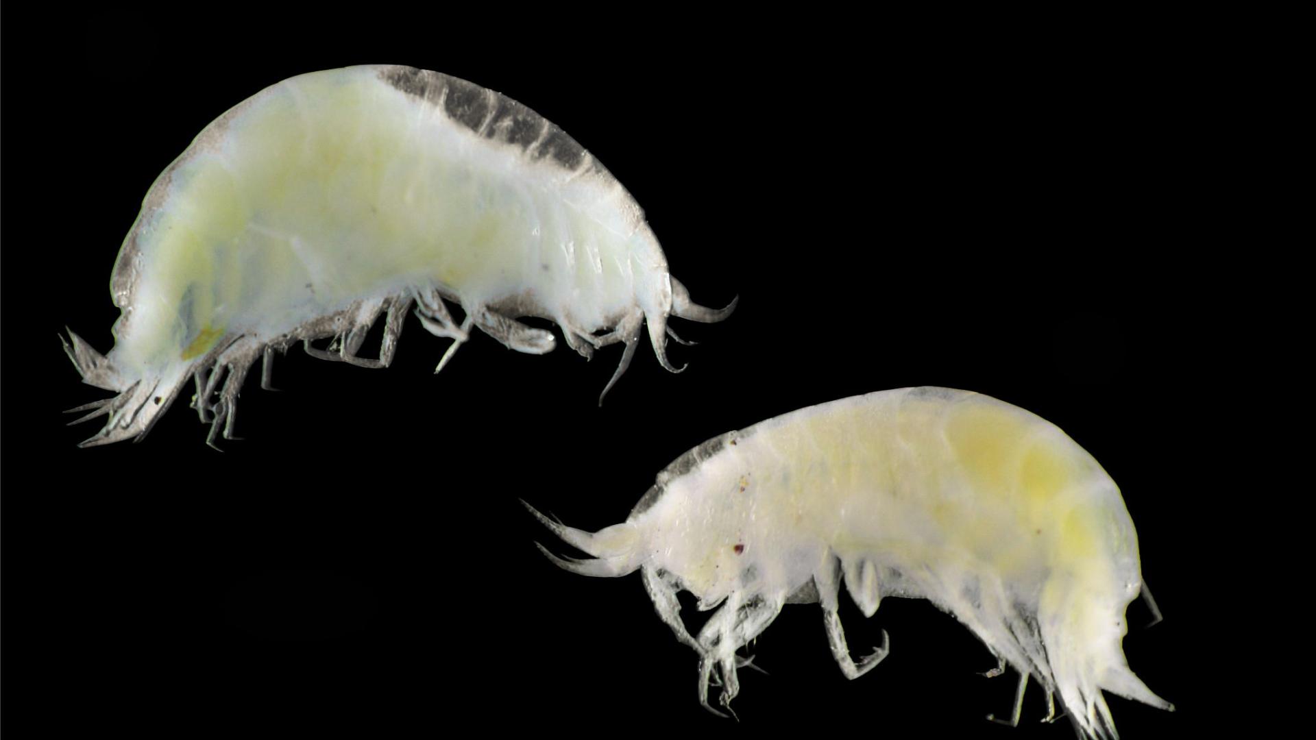 The newly identified and named Caeconyx papso amphipod