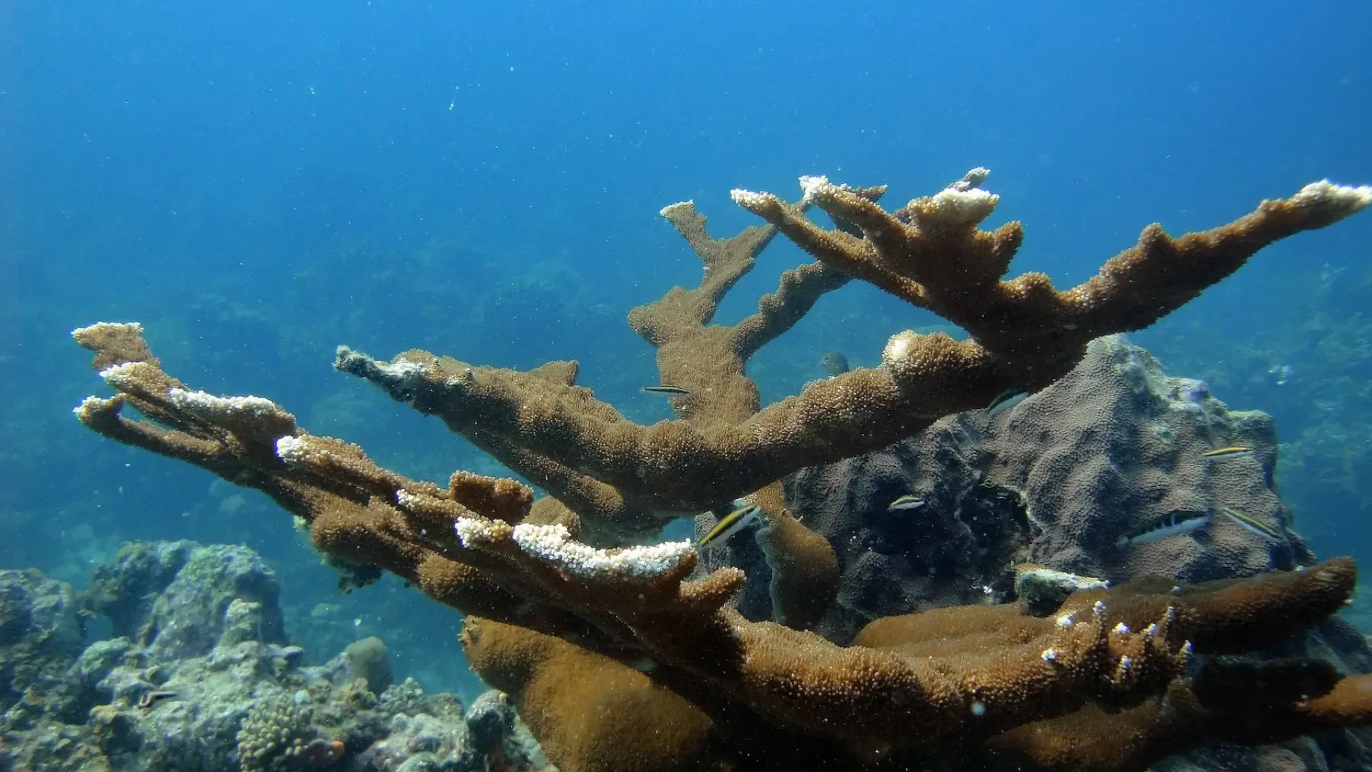 Marine Protected Areas