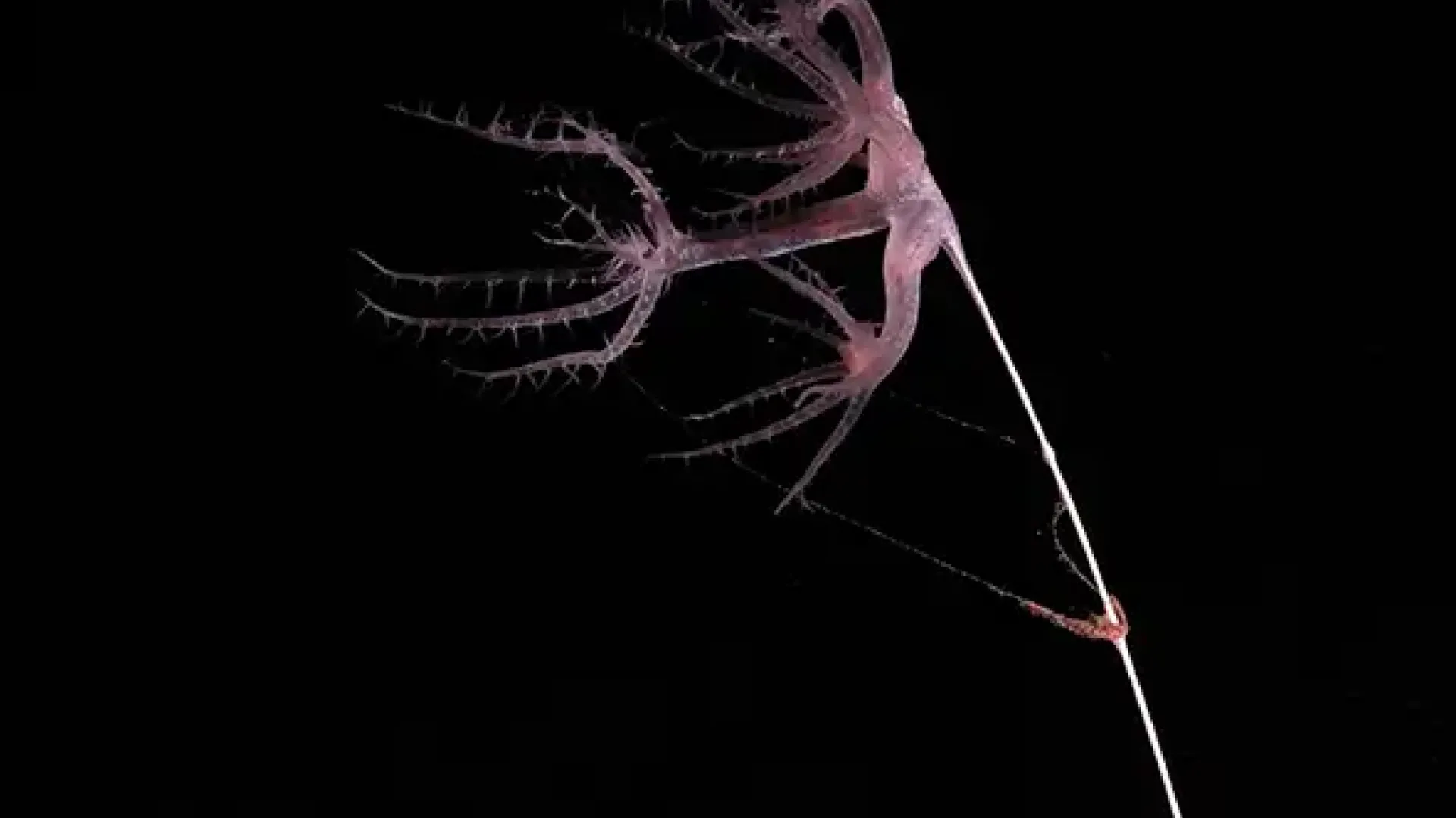 Image of biodiversity captured on JC257